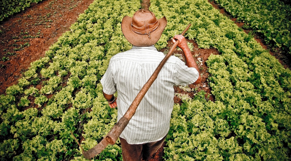 Agricultura Familiar responde por 70% dos alimentos consumidos no Brasil