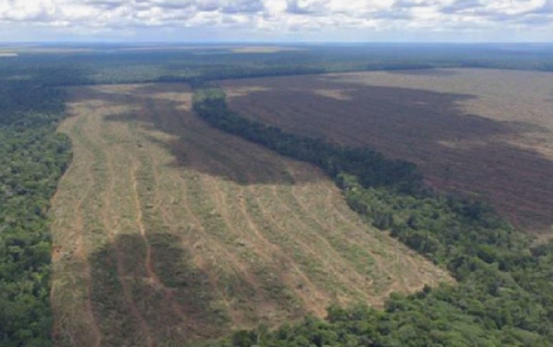 Luta contra o desmatamento e a violência no campo crescerá em 2019