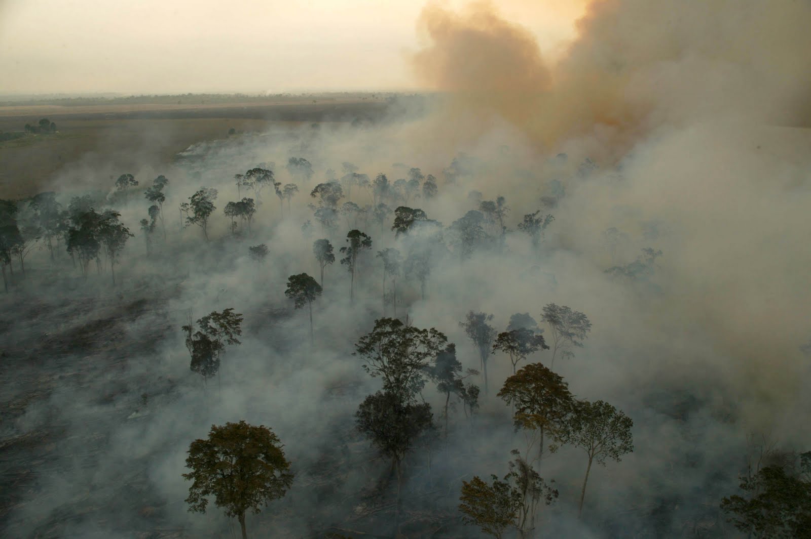Para geógrafo, atual crise ambiental poderá fazer Amazônia virar savana
