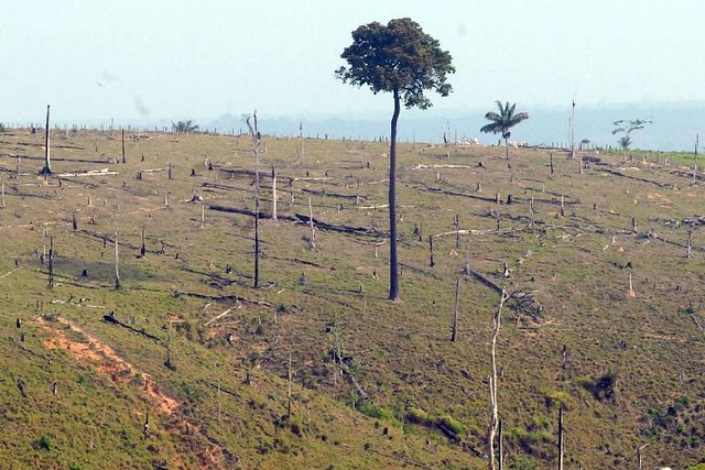 Técnicas pioneiras de monitoramento do desmatamento estão ameaçadas
