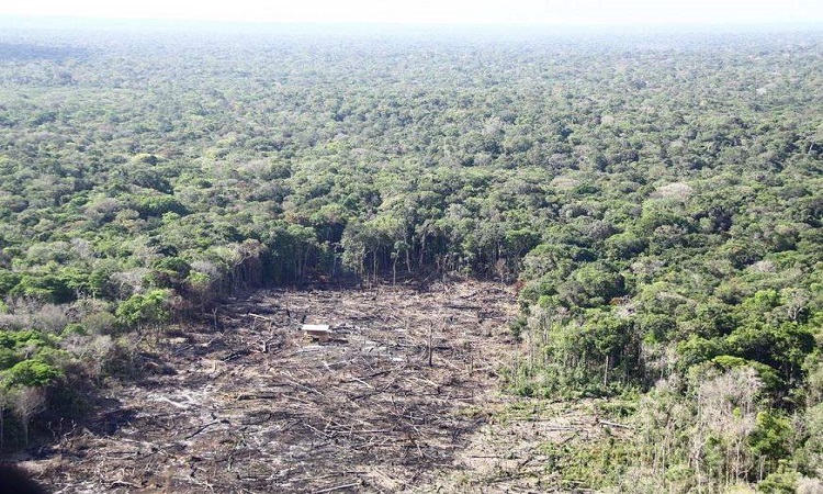 Desmatamento da Amazônia aumenta 103,7% em novembro e quebra recorde