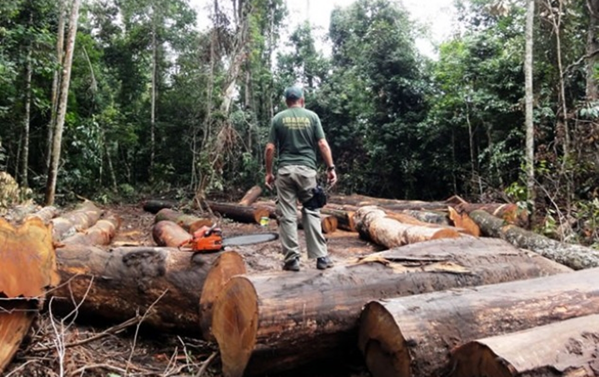 Com Bolsonaro, desmatamento na Amazônia aumenta 212% em outubro