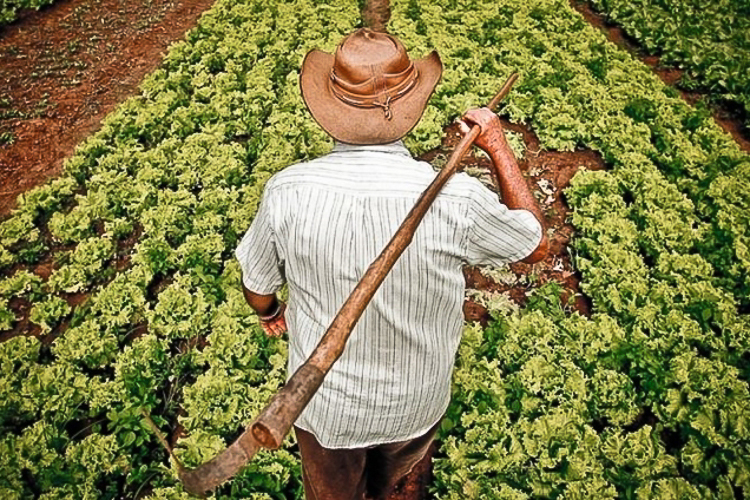 Programa de reforma agrária é esvaziado pelo atual governo