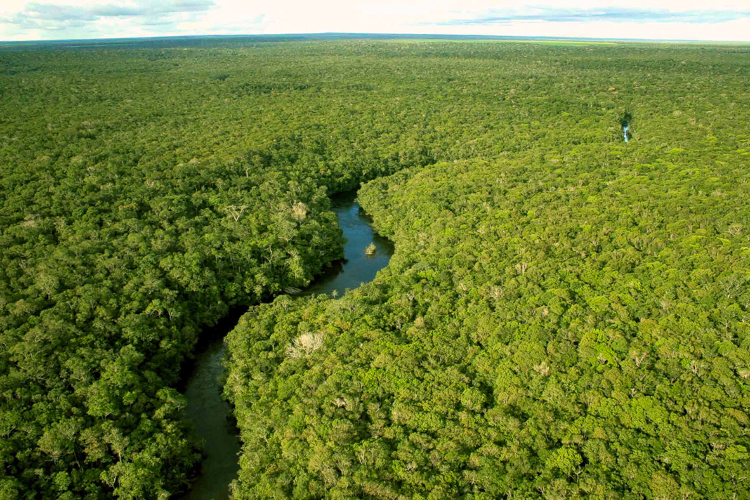 Com governo Lula, desmatamento na Amazônia cai 60% em janeiro de 2024