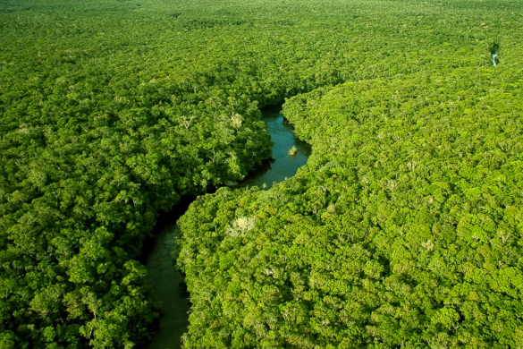 Com Lula, desmatamento tem queda acentuada no Pantanal, Cerrado e Amazônia