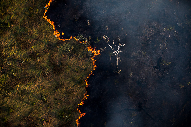 Ipea: em 20 anos, país gastou 0,018% do orçamento com proteção da biodiversidade 