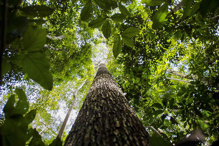 Líder em ações de proteção do meio ambiente, Brasil ganha com a floresta em pé