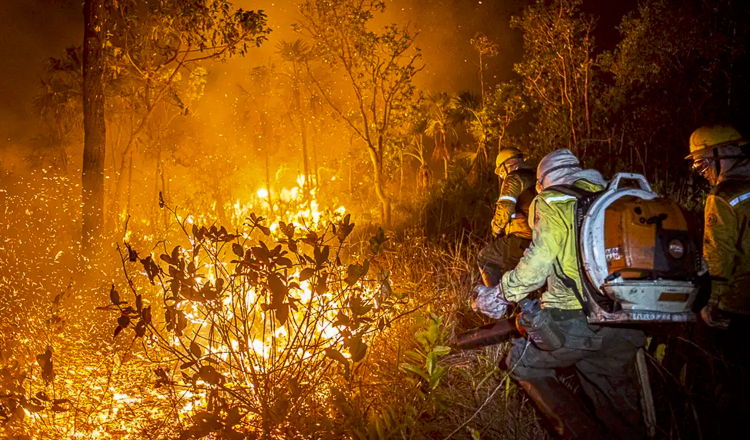 Incêndios são 99% resultado da ação humana, aponta especialista da UFRJ