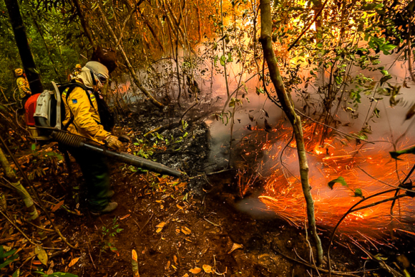 Governo anuncia investimento recorde de R$ 700 mi para preservação ambiental