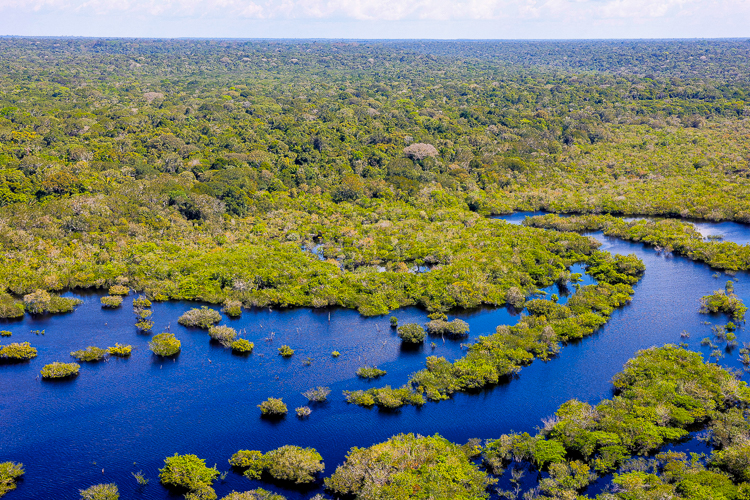 Desmatamento na Amazônia despenca 64% em fevereiro, menor índice da história