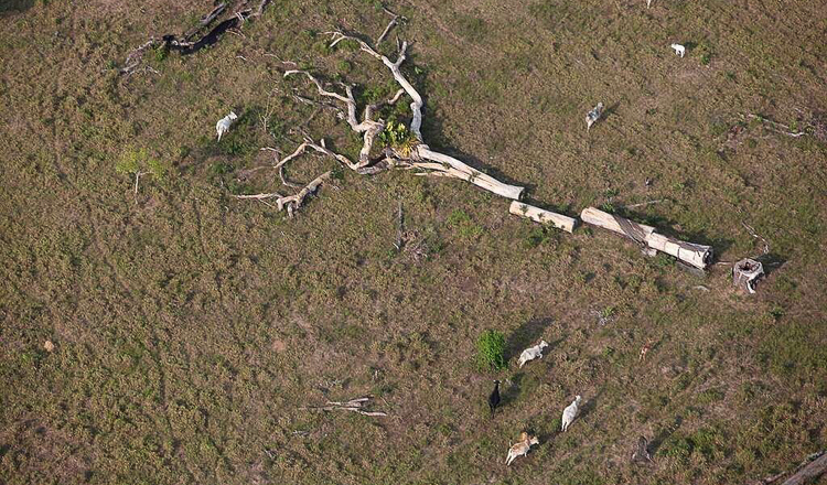PT critica derrubada de vetos e alerta para retrocesso ambiental