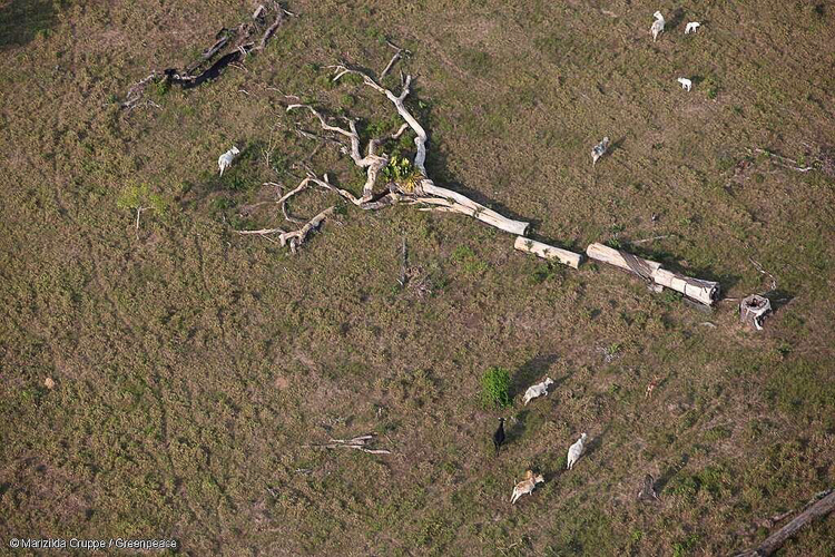 PT critica derrubada de vetos e alerta para retrocesso ambiental