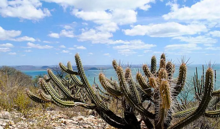 Preservação da Caatinga ganha R$ 100 milhões de bancos