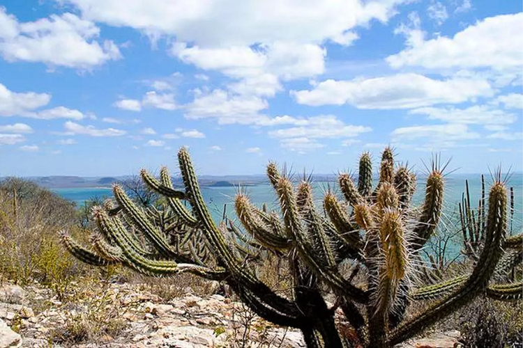 Preservação da Caatinga ganha R$ 100 milhões de bancos