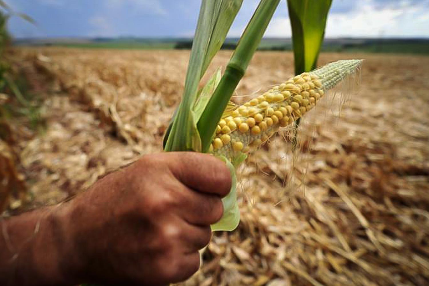 Governo Lula socorre agricultores que perderam safras por questões climáticas